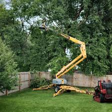 Best Tree Health Inspection  in Rifle, CO