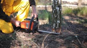 Best Tree Removal  in Rifle, CO