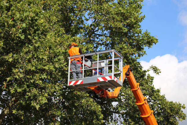 How Our Tree Care Process Works  in  Rifle, CO