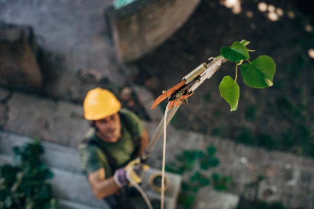 Best Root Management and Removal  in Rifle, CO