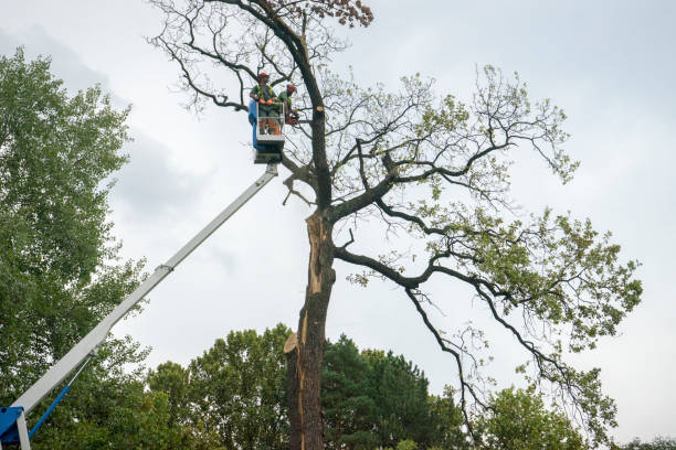 Best Utility Line Clearance  in Rifle, CO