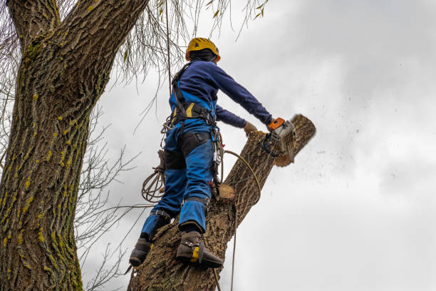 How Our Tree Care Process Works  in  Rifle, CO