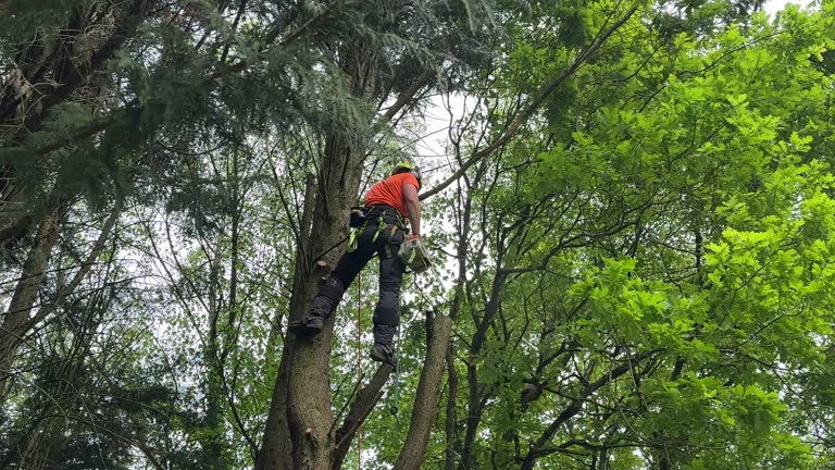 Best Tree Removal  in Rifle, CO