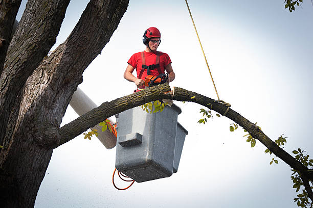 Best Tree Maintenance Programs  in Rifle, CO