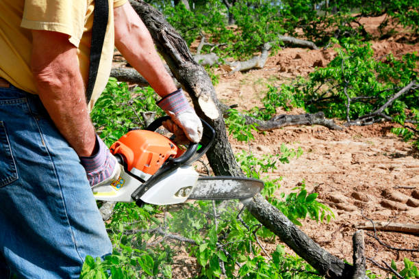 Best Grass Overseeding  in Rifle, CO